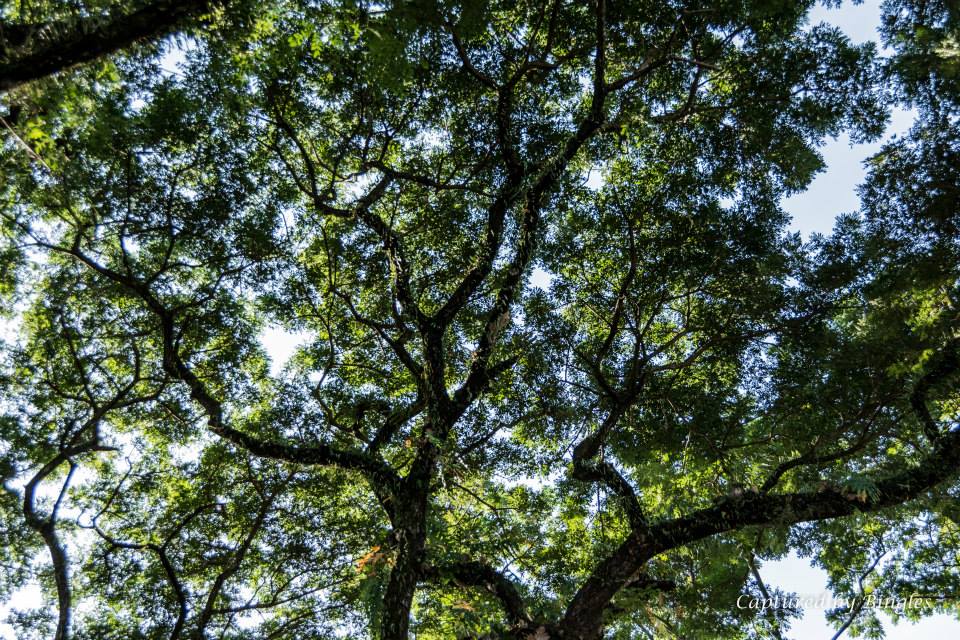 The tree at Clarkfield, Pampanga -  by Bingles