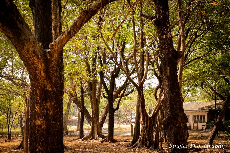 The tree at Ninoy Aquino Parks and Wildlife -  by Bingles